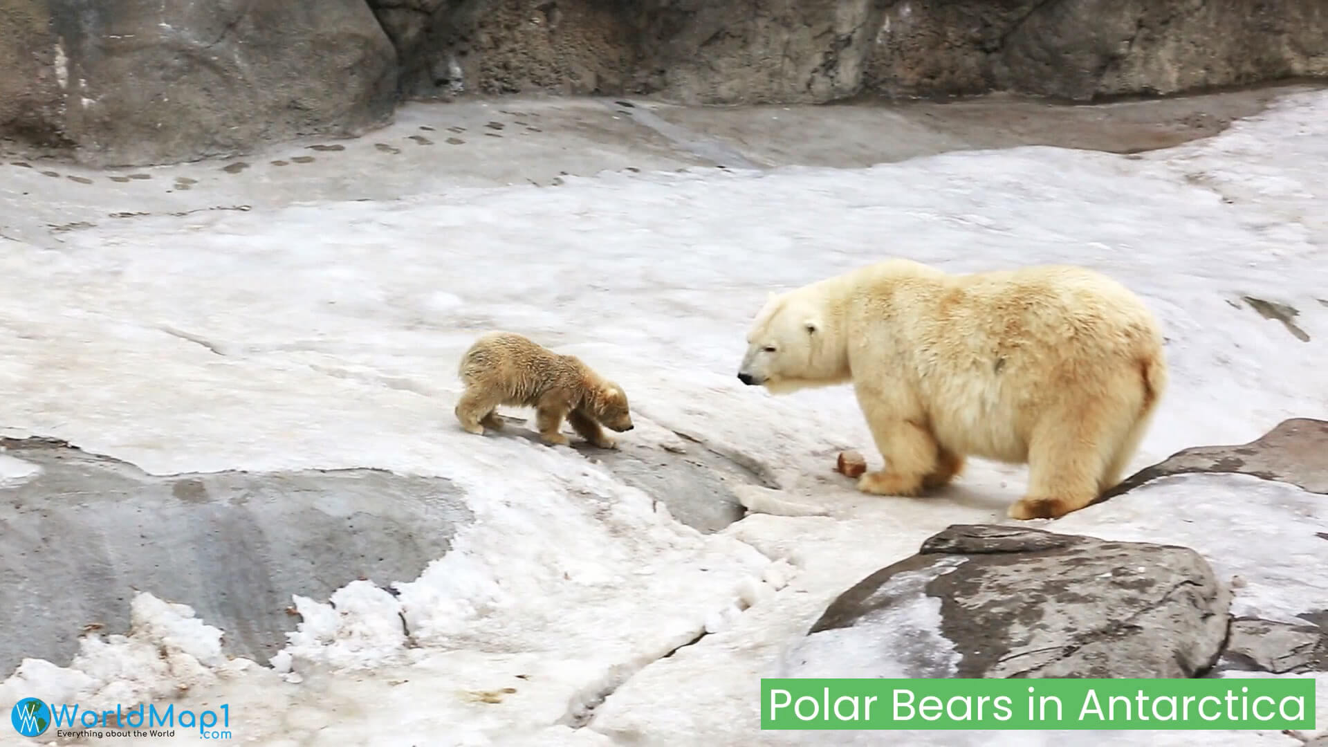 Polar Bears in Antarctica